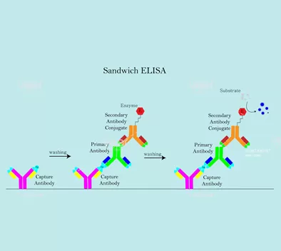 Procedimientos DE LA Operación Hotgen de productos de ensayo inmunoabsorbente ligado a enzimas (ELISA)