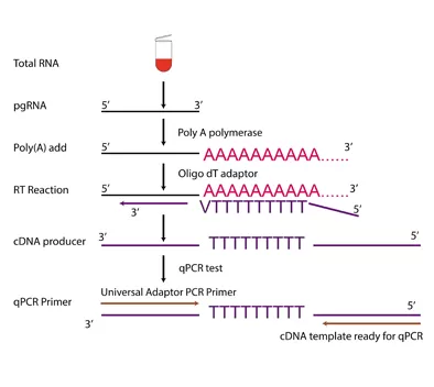 Procedimientos de operación de kits de PCR